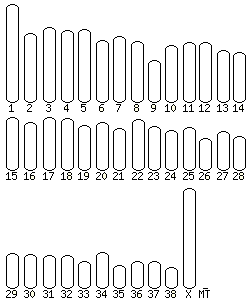 Dog karyotype selector
