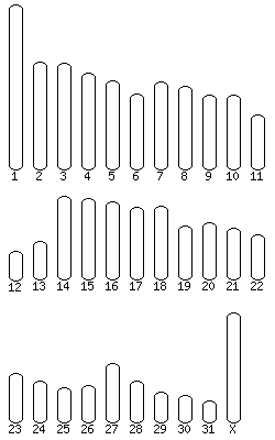 Horse karyotype selector
