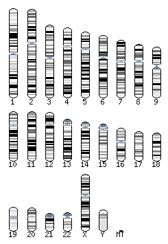 Human karyotype selector