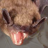 Microbat