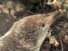 common shrew