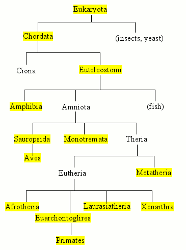 tree diagram