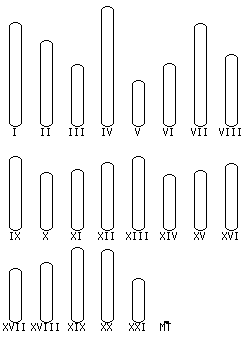 Stickleback karyotype selector