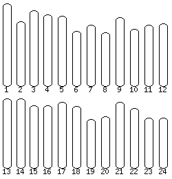 Medaka karyotype selector