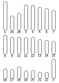 Orangutan karyotype selector