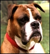Tasha the boxer