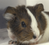 Guinea Pig