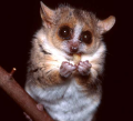 Mouse Lemur