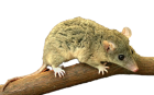 Opossum