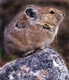 American Pika