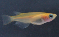 Oryzias latipes