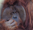 Orangutan