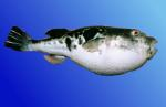 pufferfish