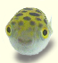 Tetraodon