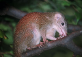 Treeshrew