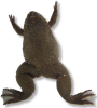 Xenopus