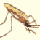 Anopheles gambiae