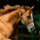 Equus caballus