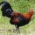 Gallus gallus