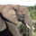 Loxodonta africana