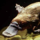 Ornithorhynchus anatinus