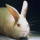 Oryctolagus cuniculus