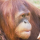 Pongo pygmaeus